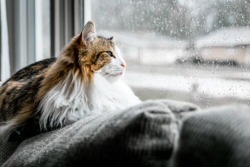 Loi Hua Gio Bay Nguyen Si Kha • Rainy Day Memories • 2023