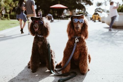 Top Must-Have Dog Accessories for Every Pet Parent