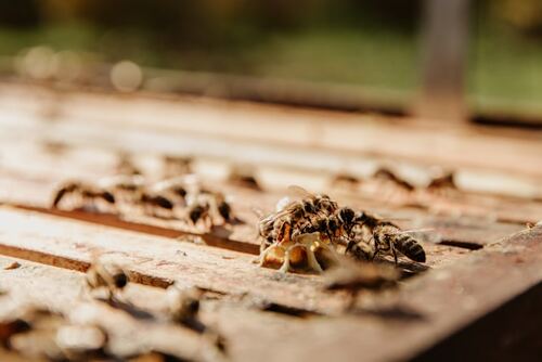 The Importance of Regular Termite Inspections for Wollongong Properties